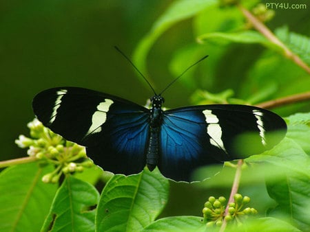 Blue-Butterfly - nature, bugs, butterfly, moth, blue, plant