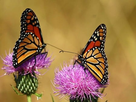 Butterflies on Flowers - on flowers, picture, beautiful, butterflies