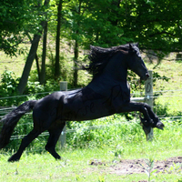 Friesian Horse