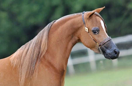 Arabian - cavalo, horse, stallion, animals