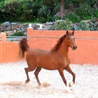 Arabian Horse