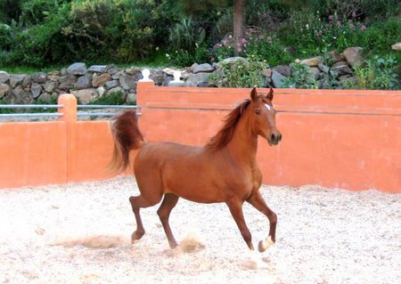 Arabian Horse - cavalo, stallion, horse, animals