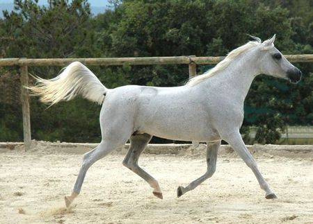 White Beauty - cavalo, horse, stallion, animals