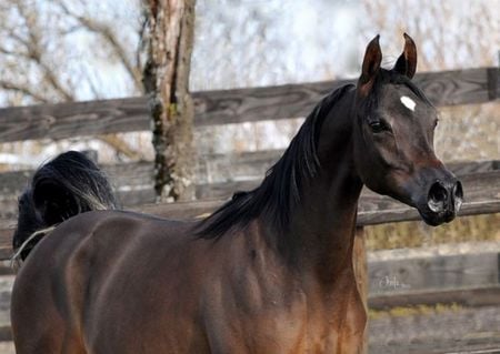 Powerful Stallion - cavalo, horse, stallion, animals