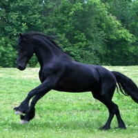 Friesian Stallion