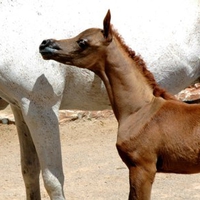 Baby Arabian