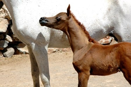 Baby Arabian - cavalo, horse, stallion, animals