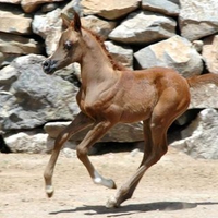 Baby Arabian Running