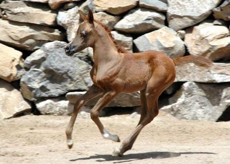 Baby Arabian Running - cavalo, stallion, horse, animals