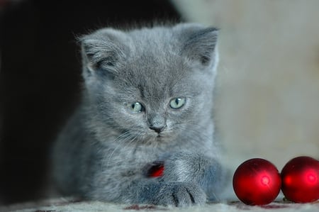 Christmas Kitten - sitting, nice, christmas balls, grey kitten, red