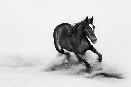 Stallion - cavalo, stallion, horse, animals