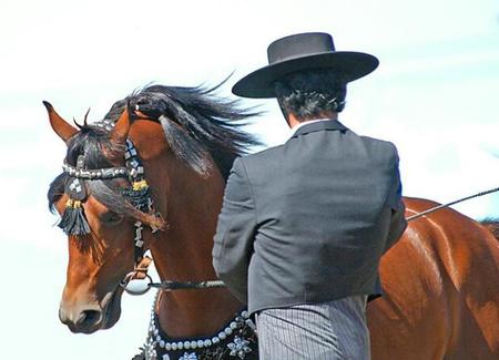 Dance with me - cavalo, horse, stallion, animals