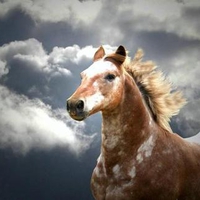 Powerfull Appaloosa