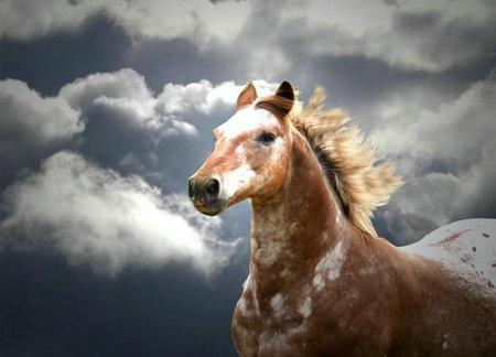 Powerfull Appaloosa