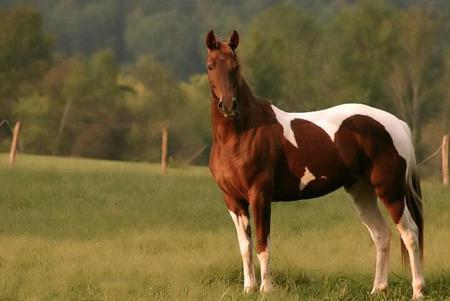 Paint Powerfull - cavalo, stallion, horse, animals