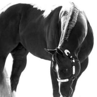 Elegant Black Horse