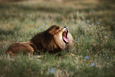 Big Yawn - yawn, cat, lion, mane, field, sleepy