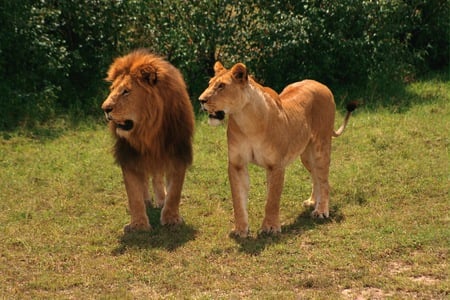 King and Queen - lions, pride, lioness, two, pair