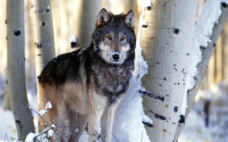 Timber Wolf - white, predator, wolf, timber wolf, winter, trees, snow