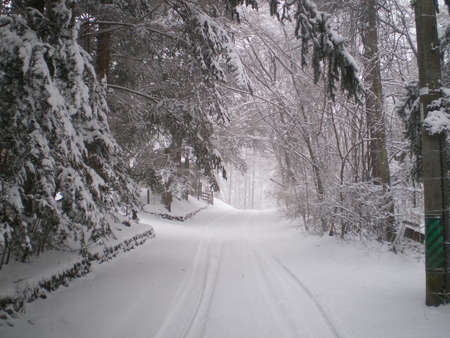 Winter Road - white, trees, forest, pine, snow, winter, road