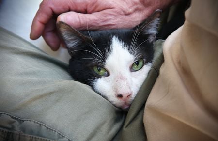 Petting a pair of green eyes - green, eyes, petting, man, cat