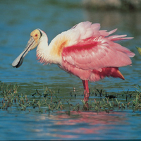 Colorful Spoonbill