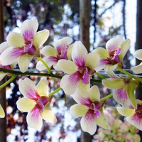 Colorful Orchids