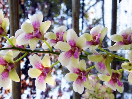 Colorful Orchids - flowers, orchids, spike, colorful