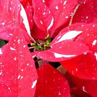 Shimmer Star Surprise Poinsettia