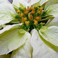 White Poinsettia