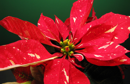 Speckled Joy - winter, yellow, speckled, plant, leaves, christmas, white, holiday, red, green, poinsettia