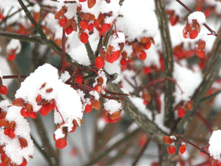 winter berries - winter, berries, snow, red