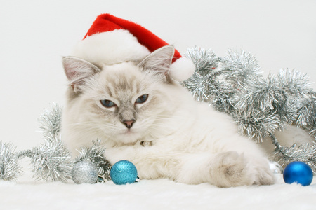 Christmas Cat - pretty, cat face, magic, blue, eyes, paws, holiday, kitten, red, magic christmas, cats, merry christmas, xmas, ball, happy new year, beautiful, balls, christmas cat, photography, beauty, colors, lovely, sweet, cat, christmas, colorful, silver, new year, cute, adorable, kitty