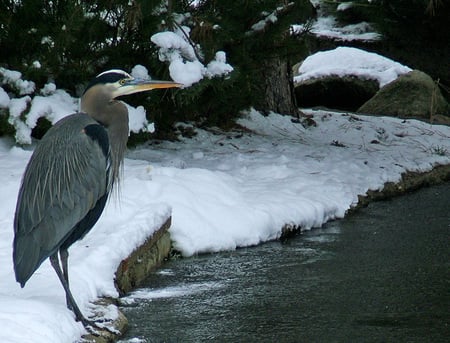 Brrrrr - ice, lake, trees, brrrrr, great blue heron, animals, water, winter, sesons, cold, snow, birds