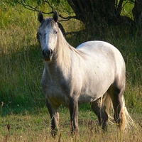 American Quarter Horse