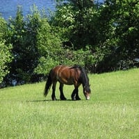 On pasture