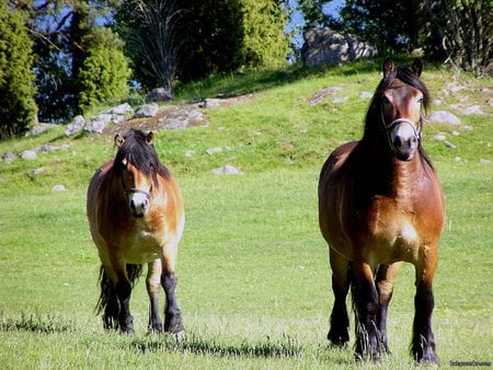 Horses - cavalo, horse, stallion, animals