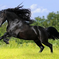 Black Stallion