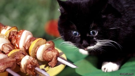 Let's eat kitten - celebration, holidays, cat, funny, food, kitten