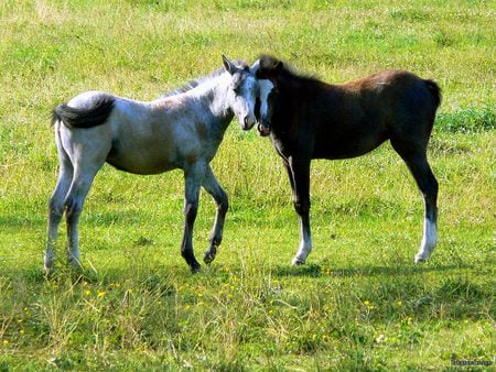 I love you â™¥ - cavalo, horse, stallion, animals