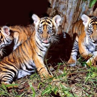 Baby tigers