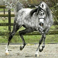 Gray Stallion