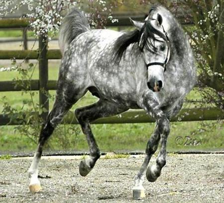 Gray Stallion - cavalo, stallion, horse, animals