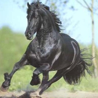 Black Friesian