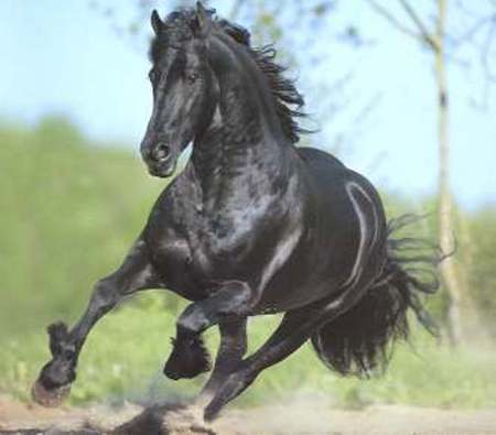 Black Friesian - cavalo, horse, stallion, animals