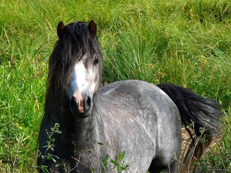 Hello! - cavalo, stallion, horse, animals