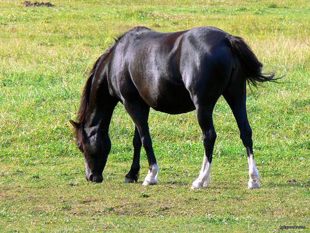 Black - cavalo, stallion, horse, animals