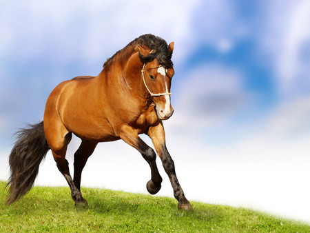 Bay Horse - beauty, animals, meadow, power, horses, horse, animal, cavalo, stallion