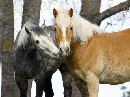 Love is beautiful ♥ - cavalo, stallion, horse, animals