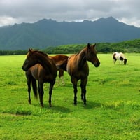 Family on pasture